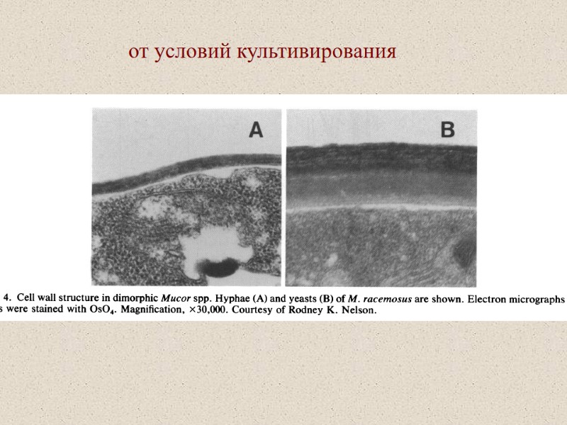 от условий культивирования